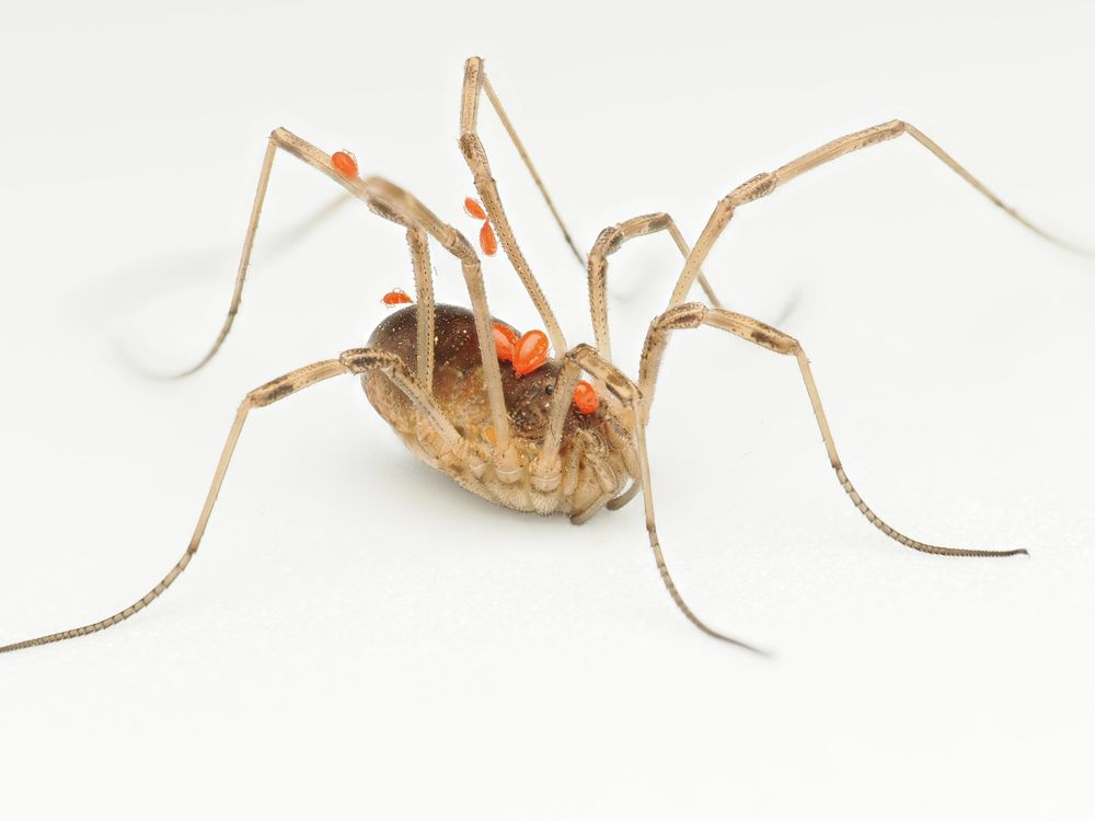 A female Mitopus morio harvestman covered in parasitic mites.
