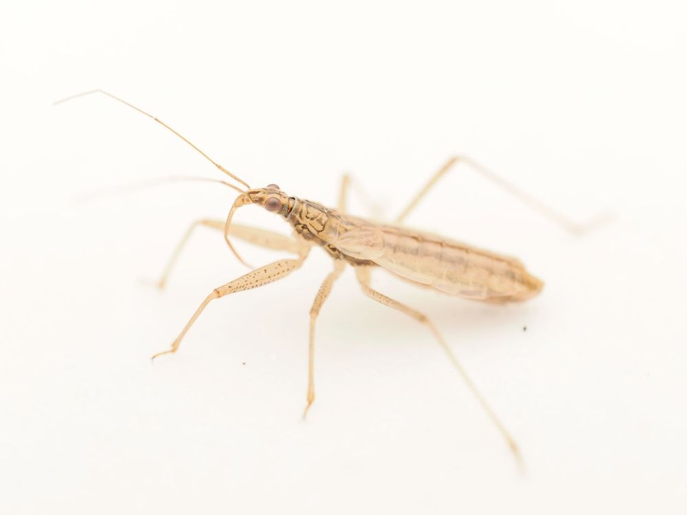 Nabis limbatus