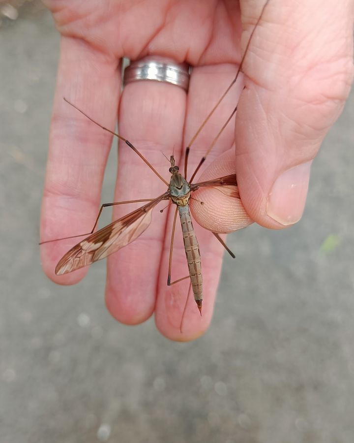 A Tipula maxima cranefly is being held with one wing between my fingers.