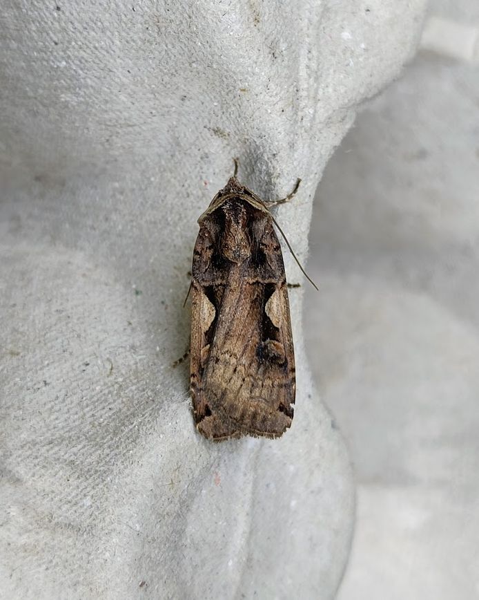 A Setaceous Hebrew Character Moth