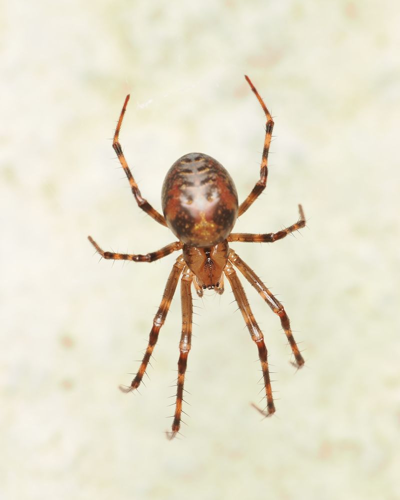 Meta menardi (Cave Spider) 