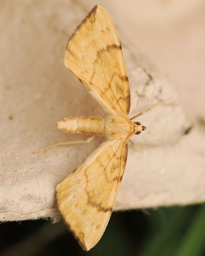 A Barred Straw Moth resting on an egg carton