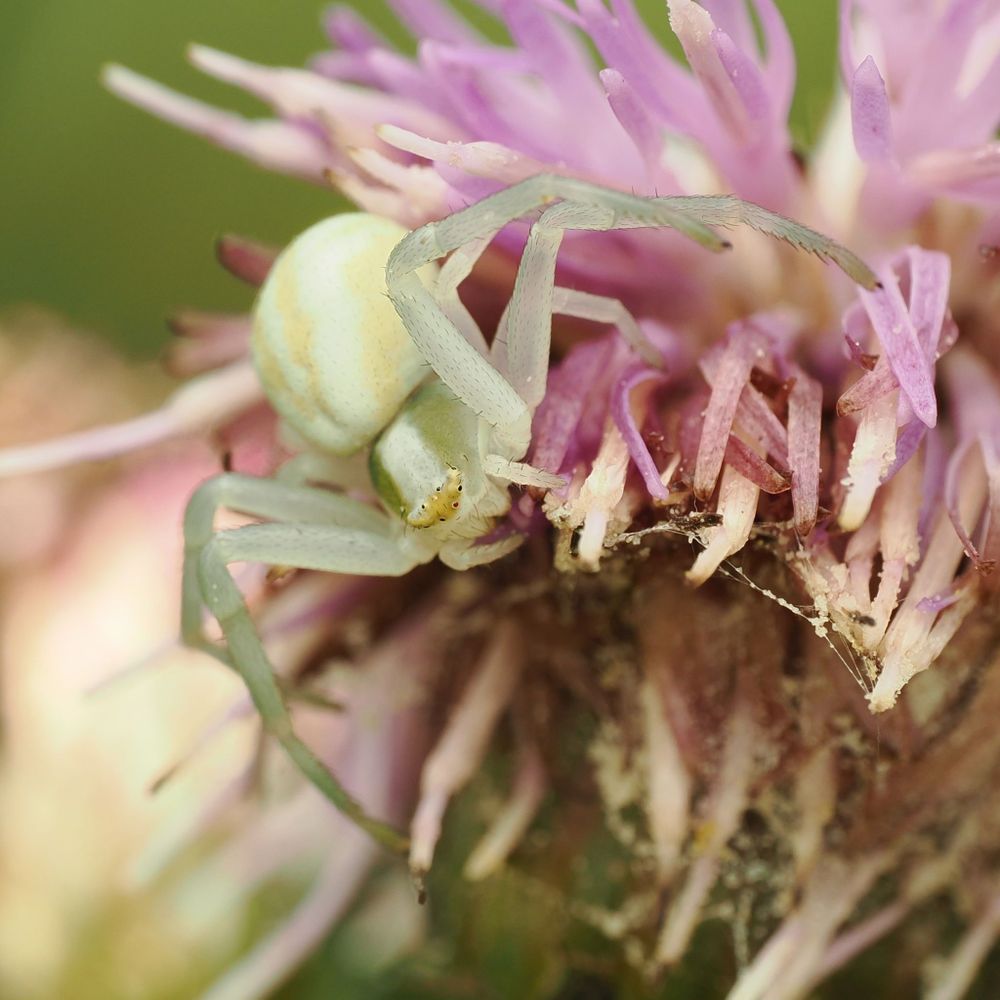 A white crab spider sitting on a thistle flower head