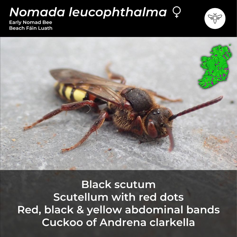 A female Nomada leucophthalma bee with ID characteristics:
Black scutum
Scutellum with red dots
Red, Black and Yellow abdominal bands
Cuckoo of Andrena clarkella
