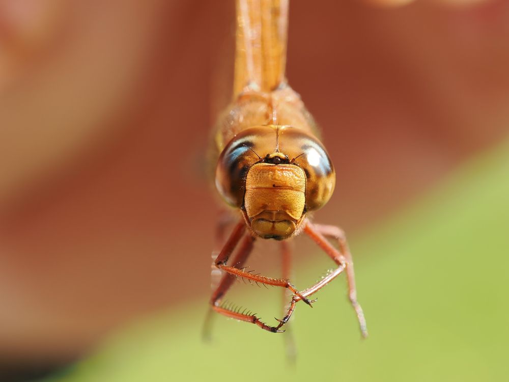 The face of a brown hawker dragonfly