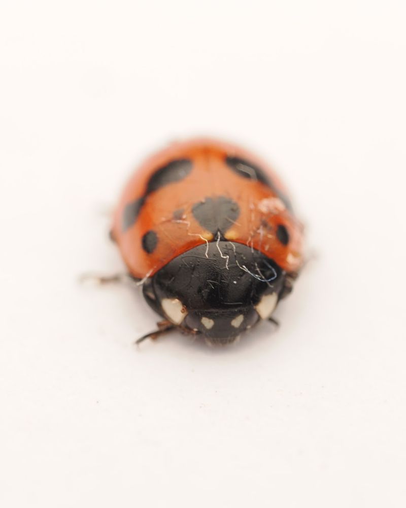an 11 spot ladybird from the front