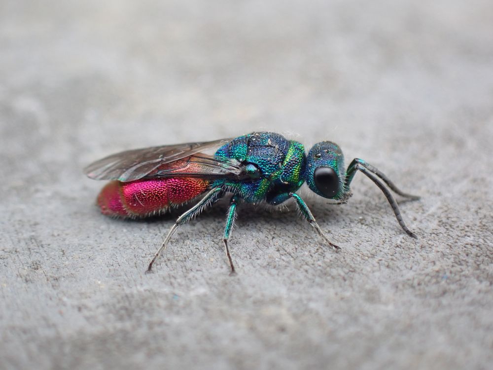 Chrysis ignita agg. wasp