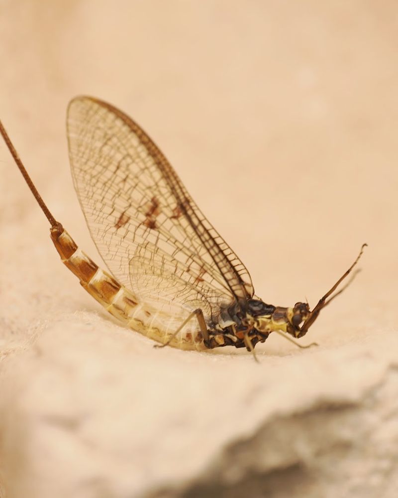 A female green drake mayfly