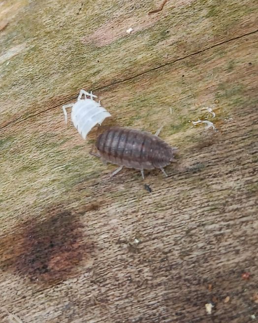 A woodlouse on a piece of wood with the front half of its exoskeleton shed and sitting in front of it.