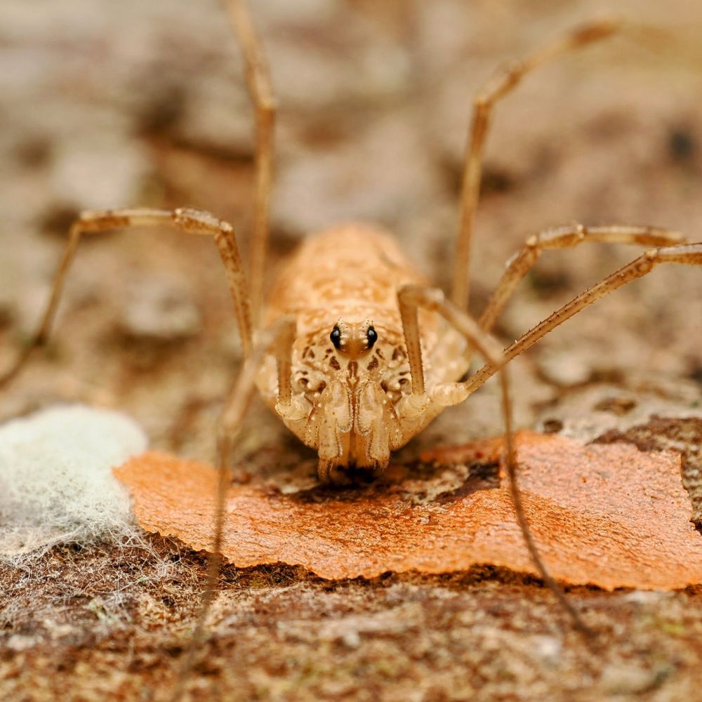 Rilaena triangularis harvestmen