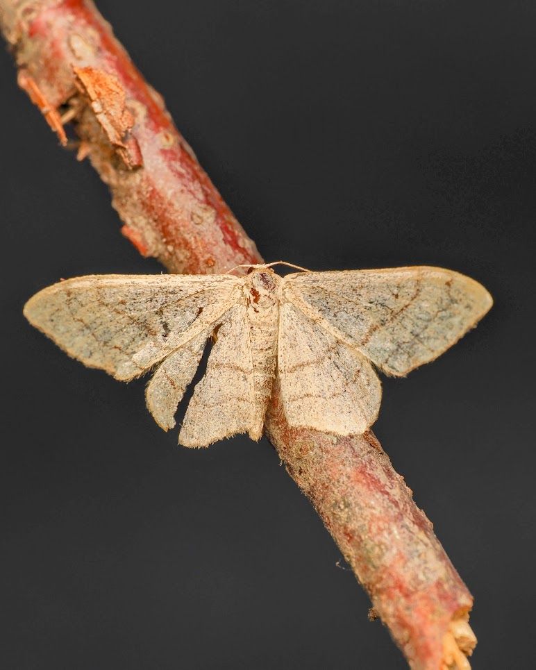 A Riband Wave moth with its wings outspread, sitting on a twig. Its left hind wing is torn from the bottom almost to the top