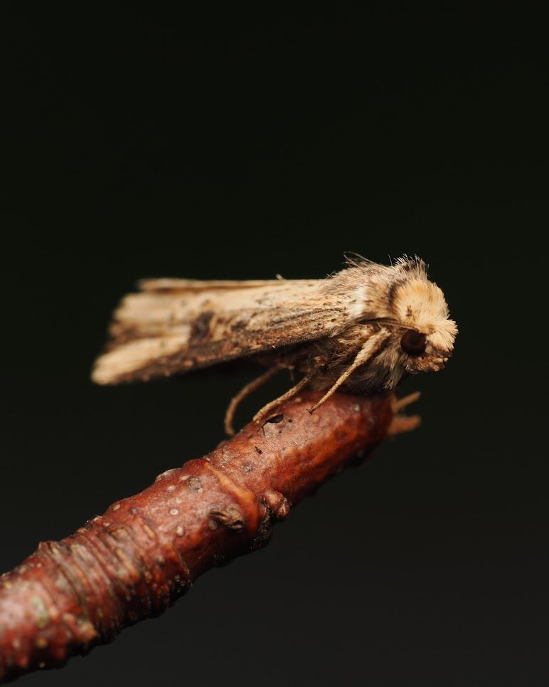 A Flame Moth sitting on a twig