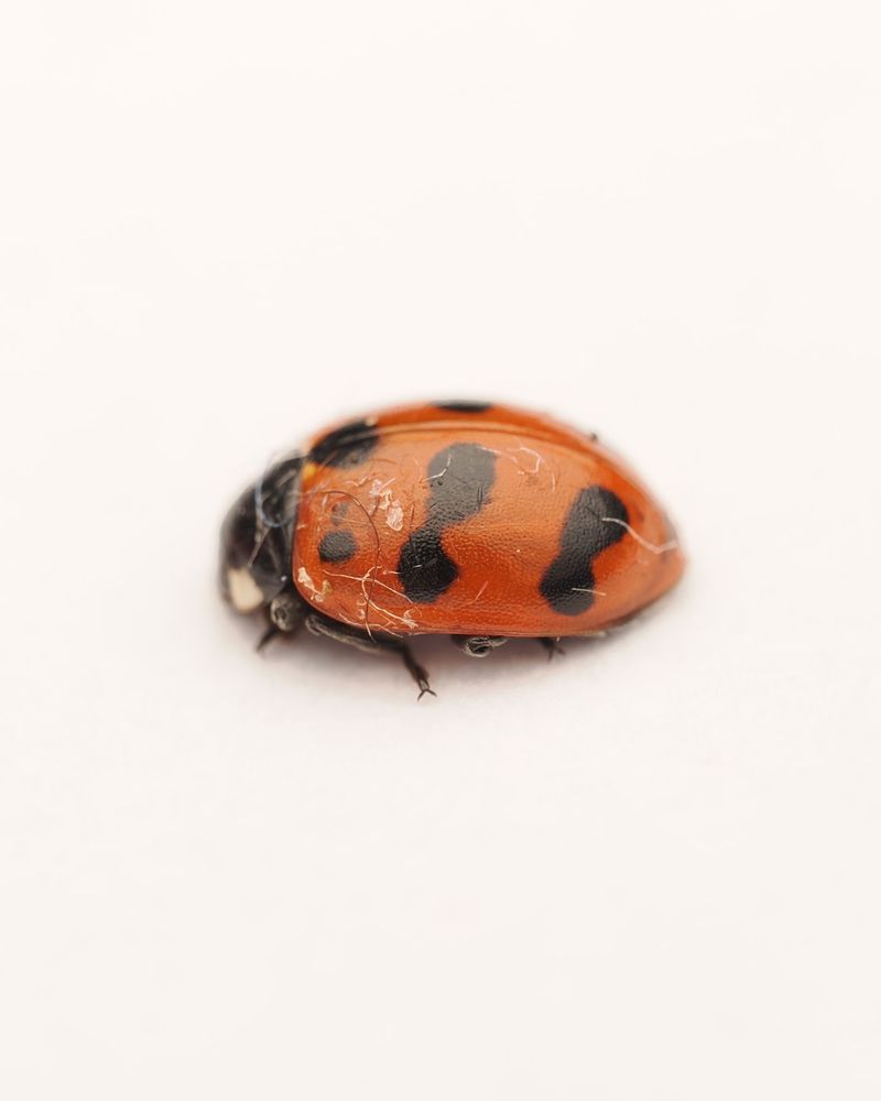 An 11-spot ladybird habitus from the side