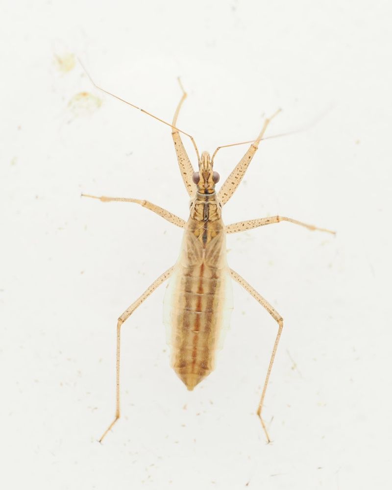 Nabis limbatus