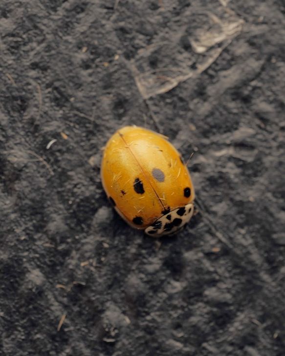 A red/orange 10-spot ladybird
