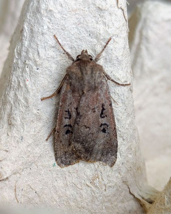 A Double Dart Moth