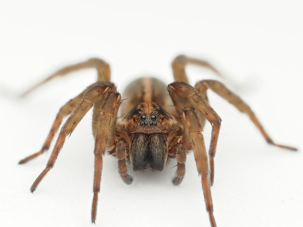 Trochosa species spider