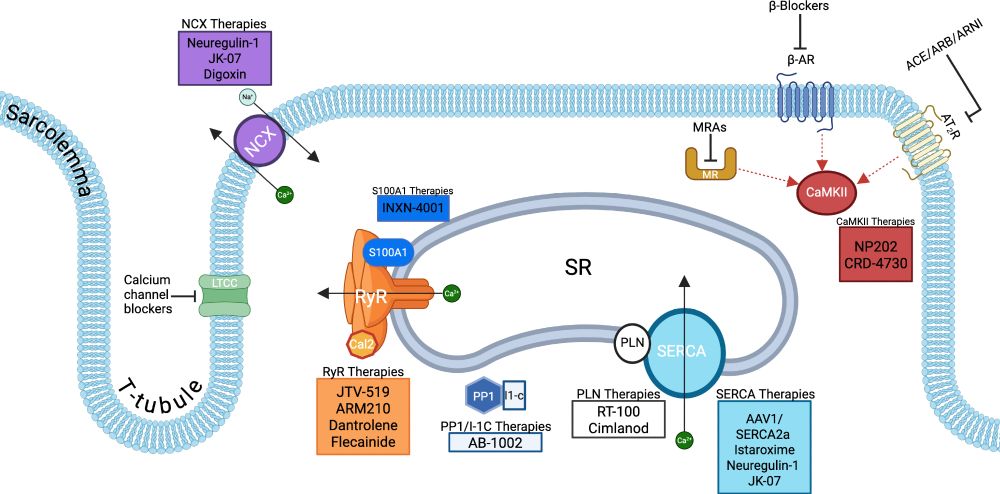 Therapeutic targeting of calcium handling proteins for heart failure and arrhythmias. Shown is a schematic highlighting key proteins involved in Ca2+ cycling cardiomyocyte that have emerged as therapeutic targets. Investigational agents recently or currently in clinical trials, as well as US Food and Drug Administration–approved agents are shown in relation to their specific molecular targets. Created in BioRender. ACE indicates angiotensin-converting enzyme inhibitor; ARB, angiotensin receptor blocker; ARNI, angiotensin receptor/neprolysin inhibitor; AT2R, angiotensin 2 receptor; β-AR, β-adrenergic receptor; Cal2, calstabin 2; CaMKII, Ca2+/calmodulin-dependent kinase; LTCC, L-type Ca2+ channel; MR, mineralocorticoid receptor; MRA, mineralocorticoid receptor antagonist; NCX, sodium-calcium exchanger; PP1, protein phosphatase 1; PLN, phospholamban; RyR, ryanodine receptor; S100A1, S100 Ca2+ binding protein; and SR, sarcoplasmic reticulum. Figure 2 was created with BioRender.