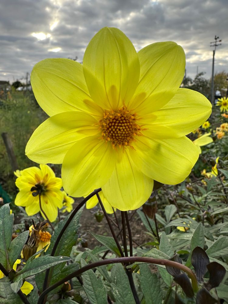 Yellow dahlia 