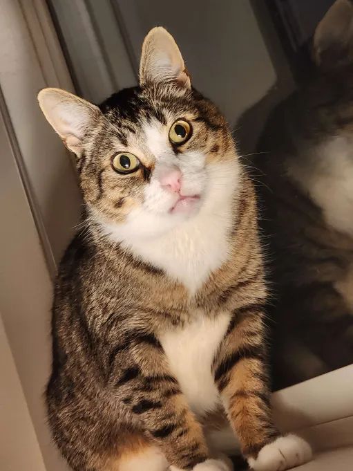 A tabby cat named Bug sitting on a window sill and staring vacantly at the camera, with his mouth partly agape. If you stare into his empty eyes for long enough, you can hear white noise occasionally underlaid with the faded out, distorted soundtrack to "Cats."