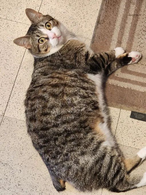 A tabby cat named Bug lying pancake-flat on the ground, showing his little bear-nub tail, staring up at the camera with a blank expression that speaks to his one braincell Trying Very Hard But Just Not Feeling It Today.
