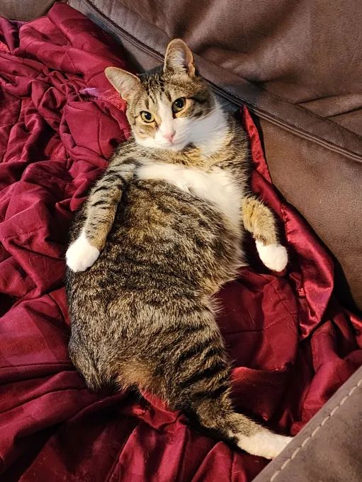 A tabby cat named Bug reclined on a couch in a red blanket, looking over his shoulder at the camera and showing off his large ham butt.