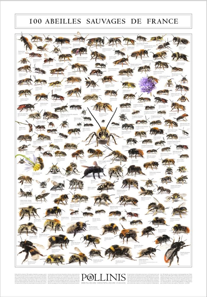 Affiche Pollinis représentant une partie de la biodiversité des abeilles en France.

https://boutiquepollinis.myshopify.com/products/affiche-100-abeilles-sauvages-de-france