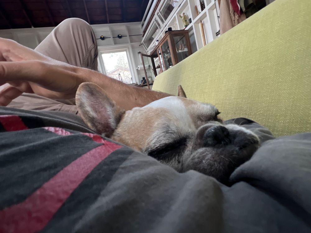 Stupid dog mashed in armpit