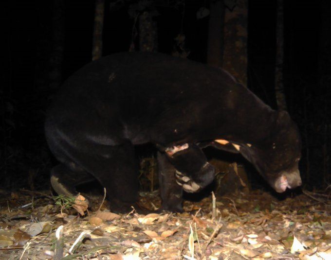 Snare-injured sun bear. Copyright of Leibniz-IZW, Bidoup Nui Ba NP, and SIE