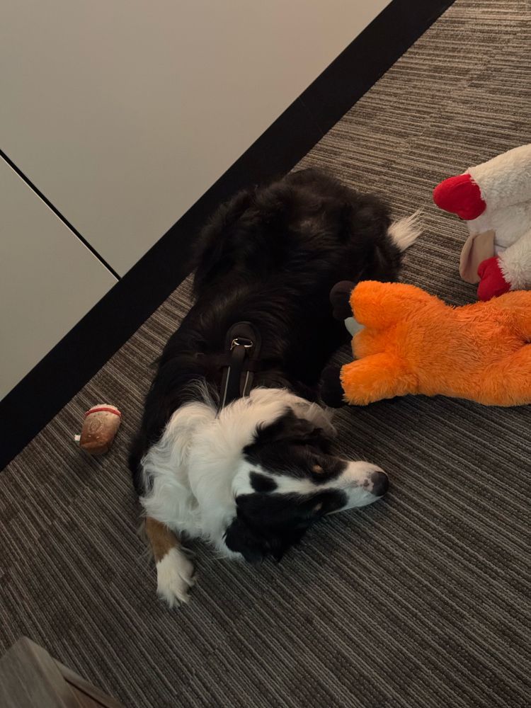 Tricolor Australian Shepherd sleeping on the floors of an office. Surrounded by two Lamb Chop stuffies and another stuffed iced coffee toy.