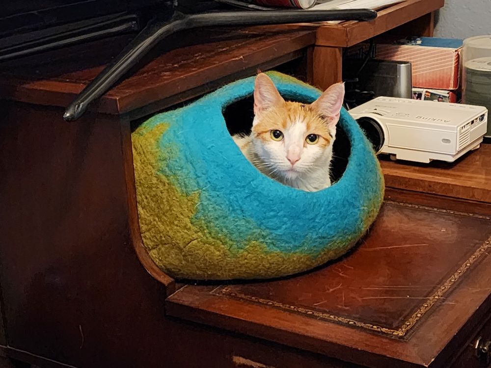 Sal, my cat, in her woolen cat-egg thing.