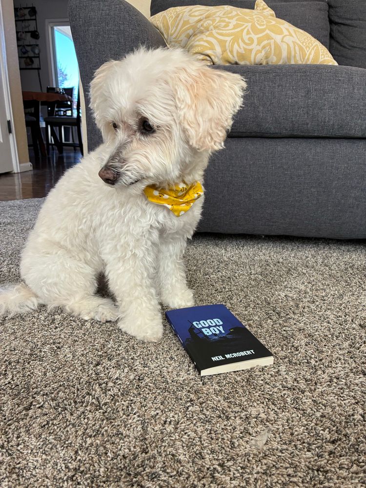 A slightly embarrassed, recently groomed westie-poo doing her best to read Neil McRobert’s ‘Good Boy’