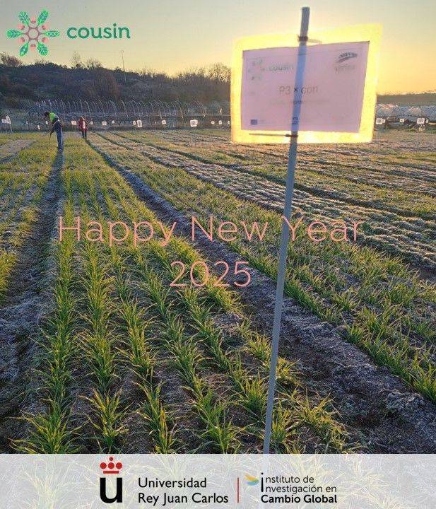 on-farm trial of a barley population stemming from a cross between a modern cultivar and Hordeum spontaneum, a wild relative of barley. The population was provided by FIBL and the field trial conducted by APRISCO. 