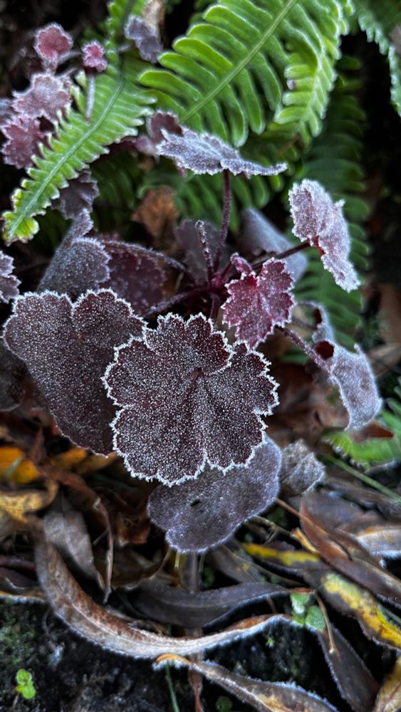 A frosty Heuchera with dark foliage 