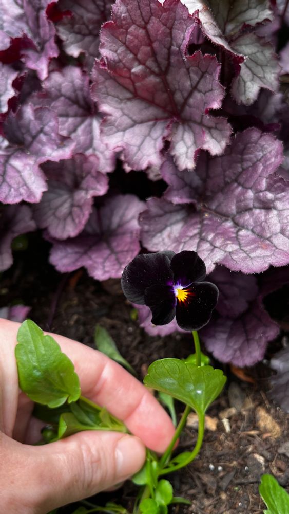 A black viola flower
