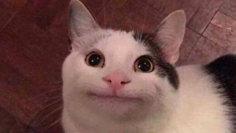 Polite cat meme: image of a black and white cat making a polite face, against a wood floor background