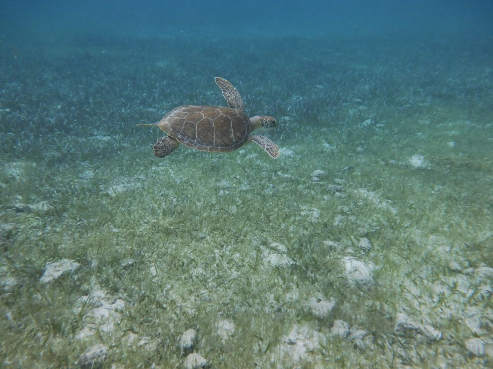 Cayman turtle stretching out fins, having grazed on sea grass, he rises to the surface to breathe.