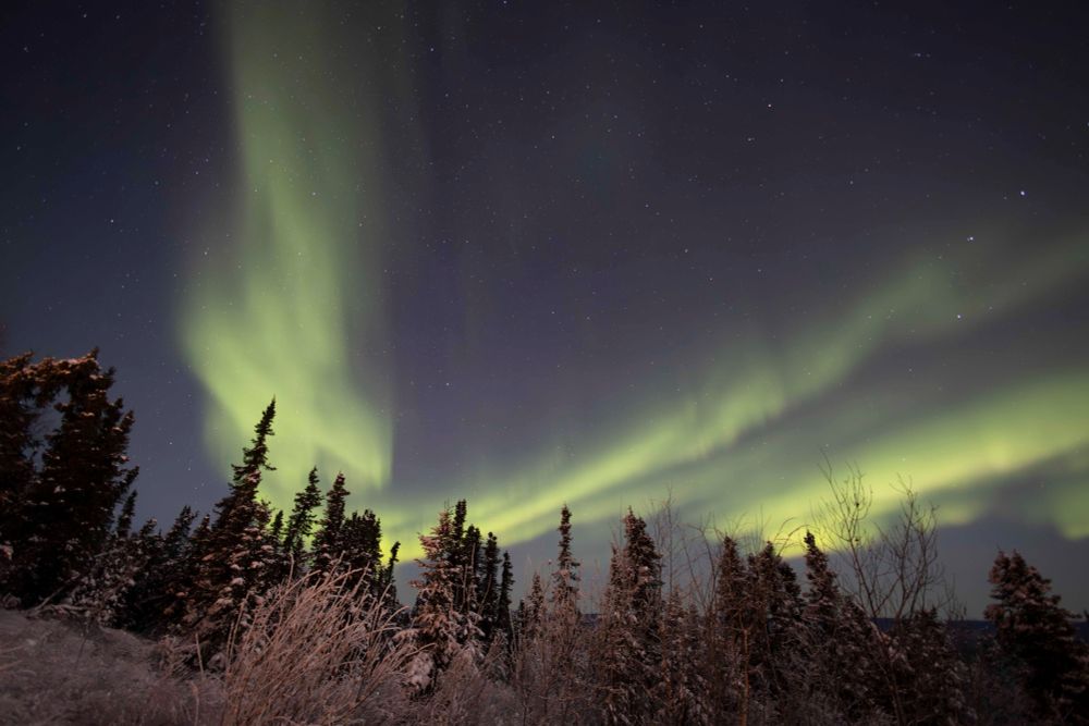 Aurora borealis over conifers dusted in snow