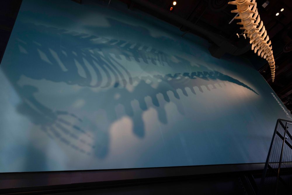 Shadow of skeleton hanging from ceiling