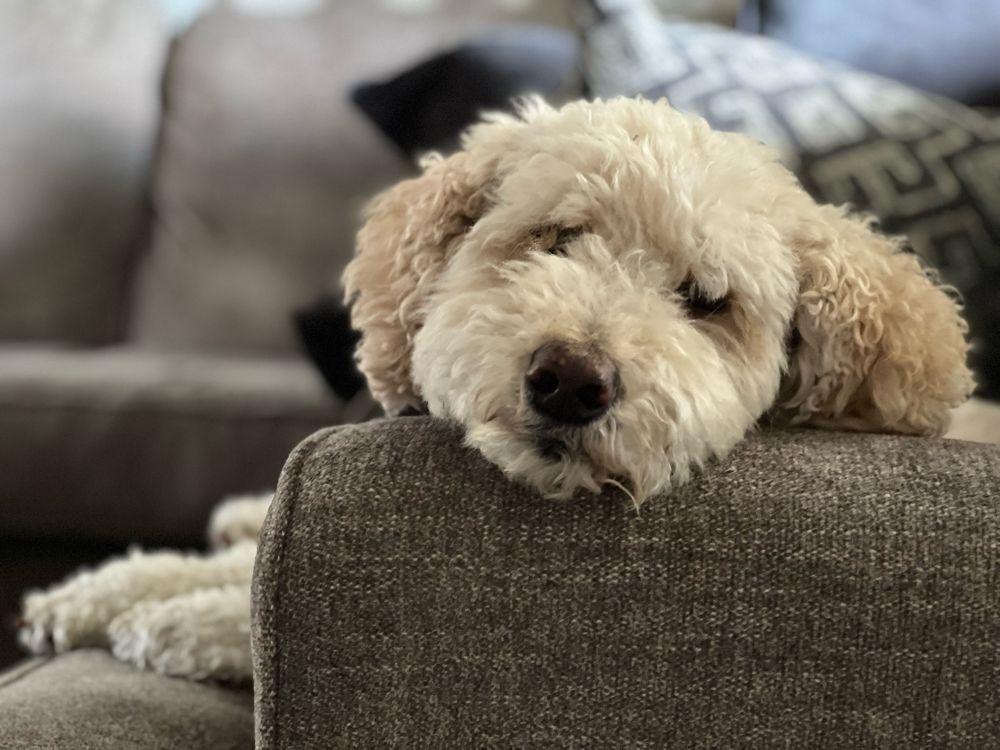 Cream/apricot poodle with his head on arm of couch posing for the camera.