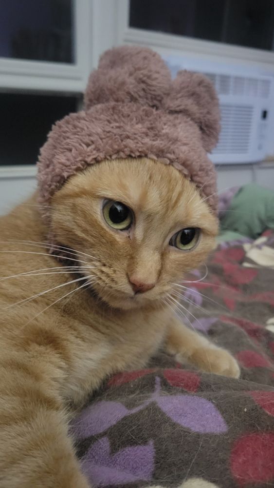 Ginger cat displeased by wearing brown bunny ears