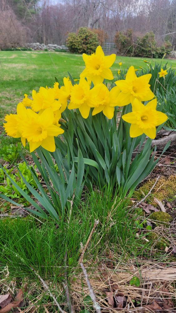 Yellow daffodils