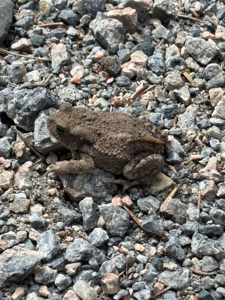 Toad