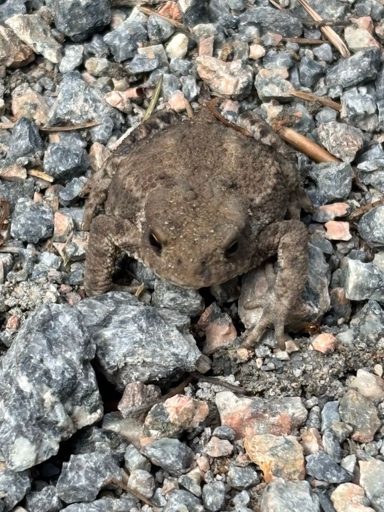 Toad