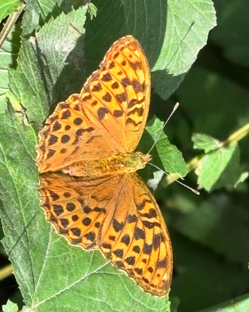 Keiserkåpen! (Queen of Spain fritillary - Issoria lathonia) 2025-07-26
