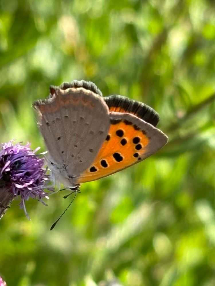 Small copper butterfly