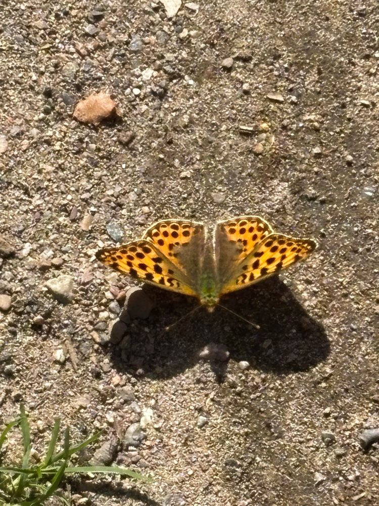 Fritillary butterfly