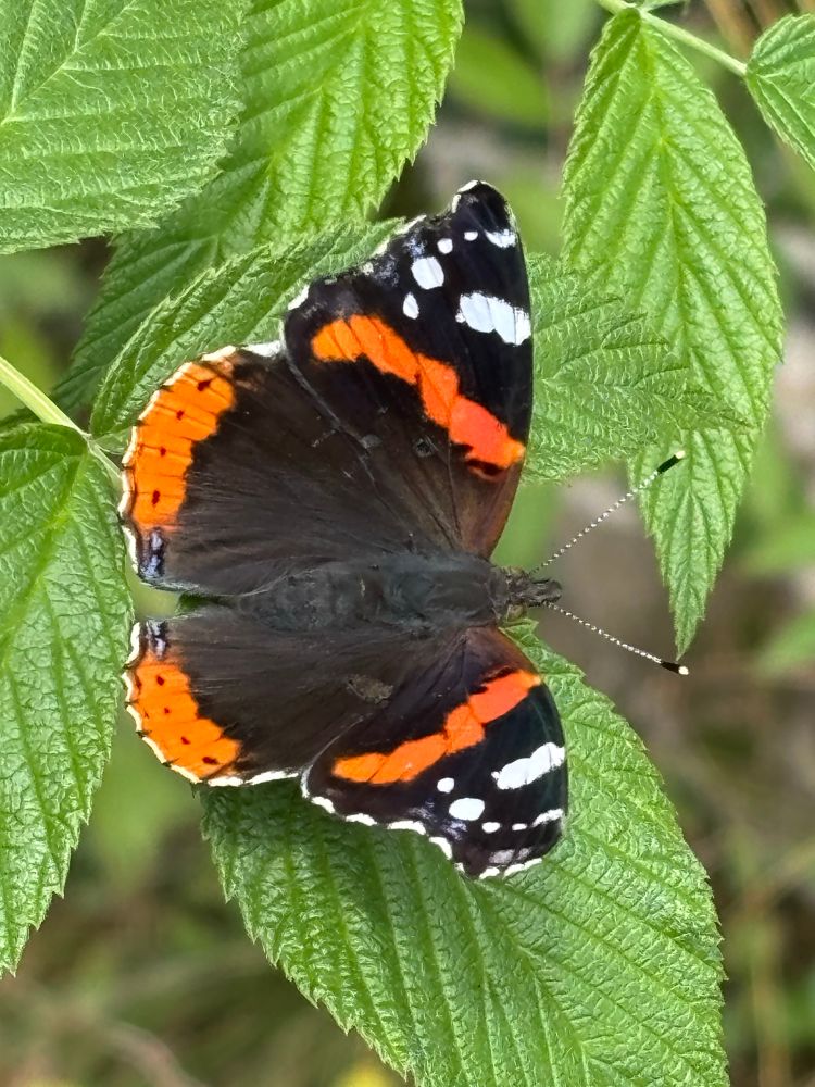 The red admiral (Vanessa atalanta) #Admiralen Norway 2025-07-30