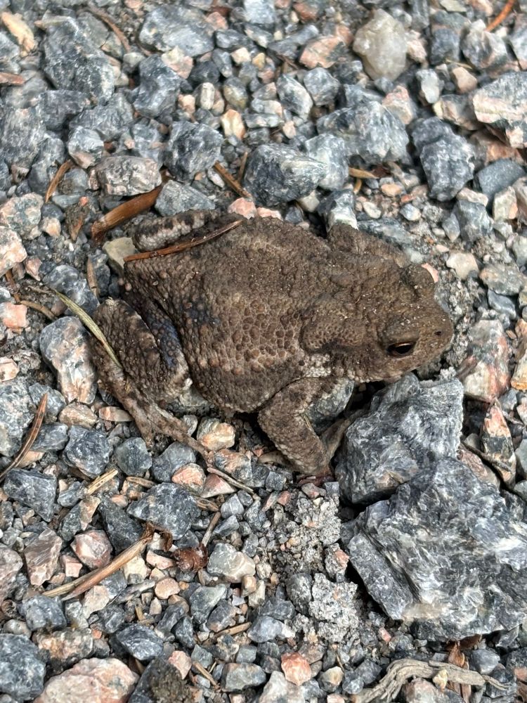 Toad