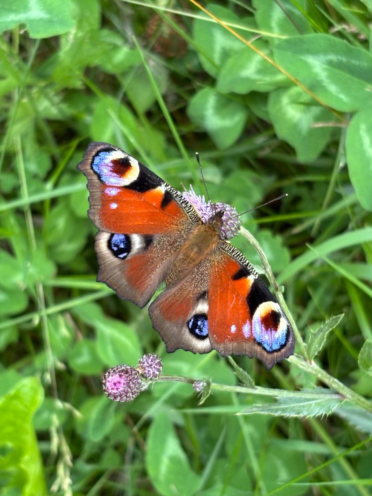 Peacock butterfly